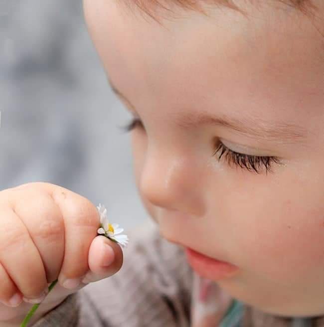 Teddy gently holding a daisy.